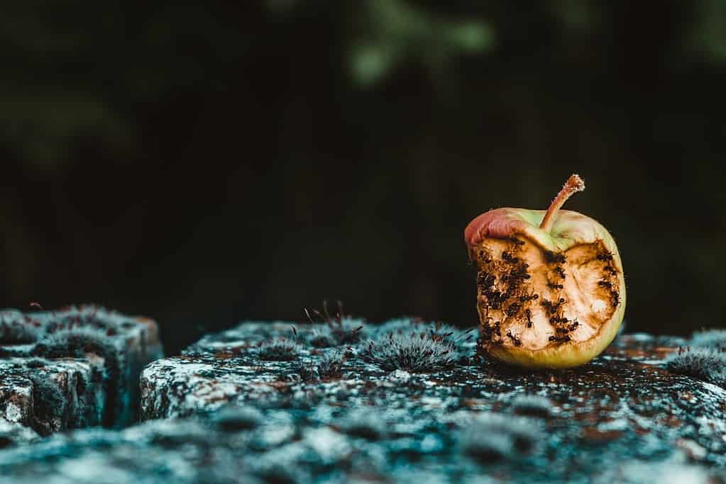 Rotten green apple, as a metaphor for the boss cast as “the villain of the story”